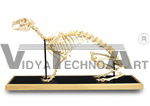 Anatomical Dove skeleton model (Columba palumbus)